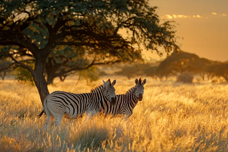 Safari